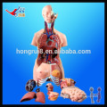 ISO 85CM Unisex Model (40 parts), Medical Human Body Model